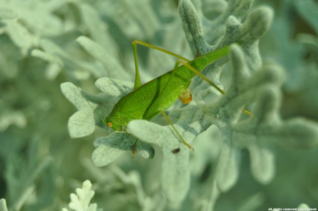 Femmina di Phaneroptera sp. Che cosa sta facendo?